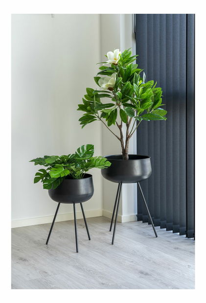 Monstera Minselia 2 (zelená)