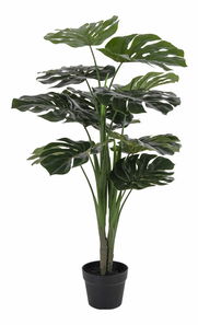 Monstera Minselia 1 (verde)