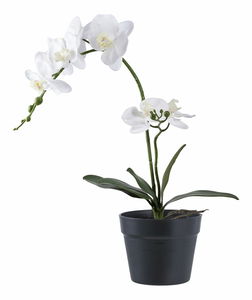 Orchidea Odelia (zelená + biela)