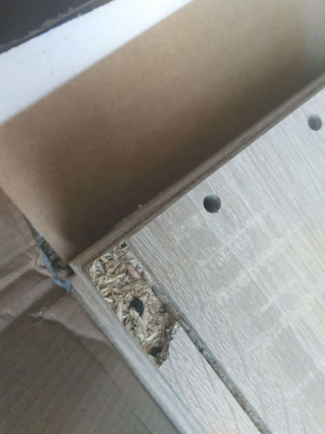 Ormar s policama Asista AS 007 hrast sonoma *trgovina