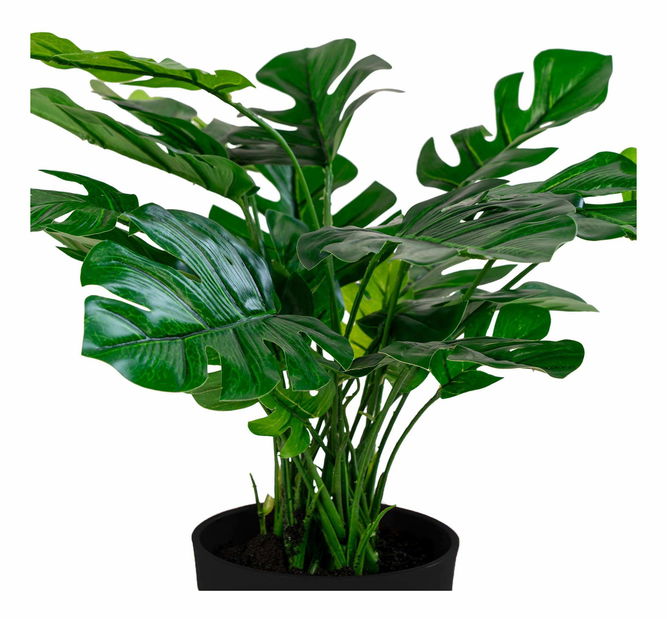 Monstera Minselia 2 (zelená)
