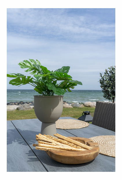 Monstera Minselia 2 (zelená)