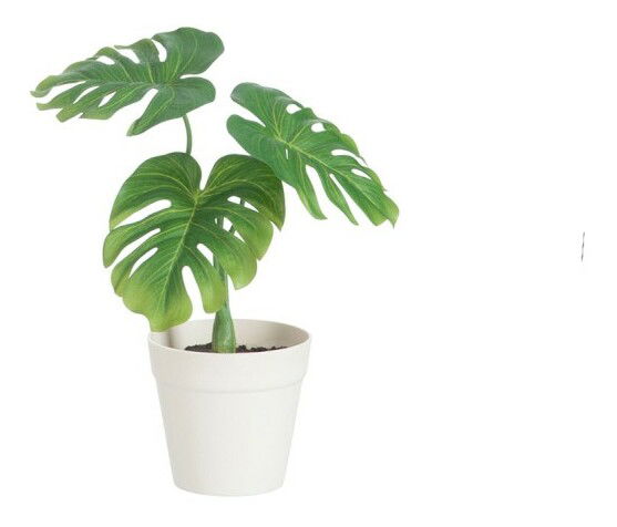 Kvetina Jolipa Črepniková rastlina (17x14x31cm) (Zelená)