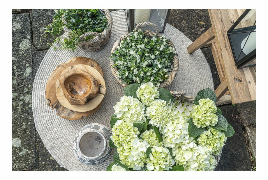 Miska Rimoria 3 (teakové drevo)