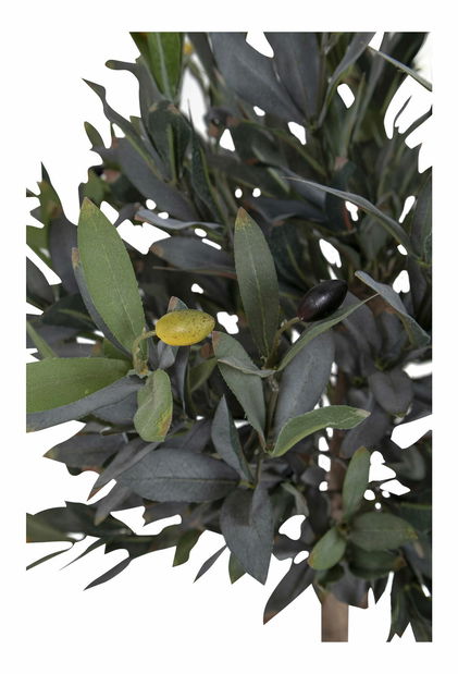 Olivovník Oslavia 2 (zelená)