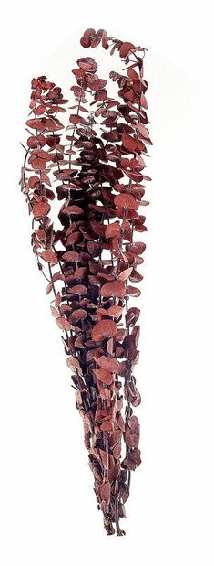 Buchet flori uscate Brynjar (roșu)