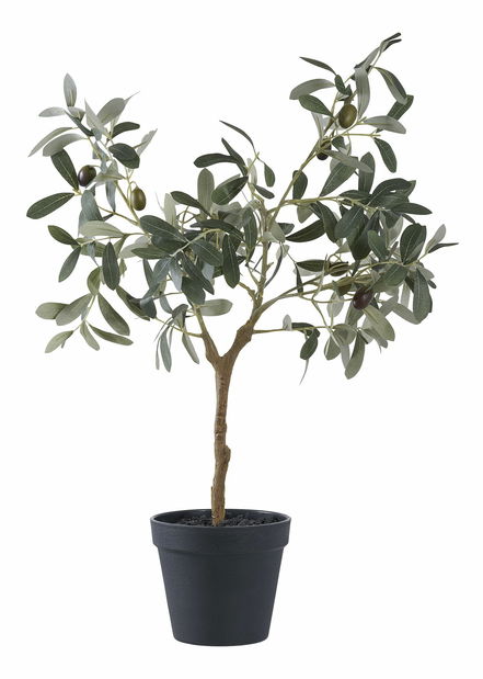 Olivovník Oslavia 1 (zelená)