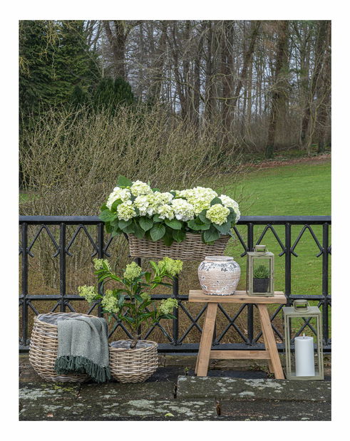 Set od 2 pletene saksije Pvadina (smeđa)