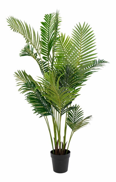 Mű Areca pálma Aneselia (zöld)