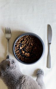 Miska pre domáce zviera Bestie 2 (čierna)