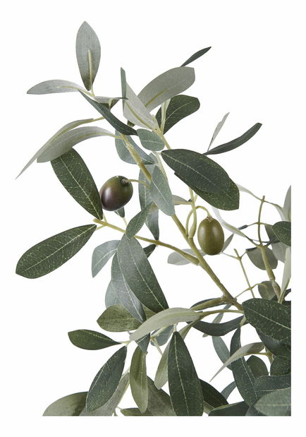 Olivovník Oslavia 1 (zelená)