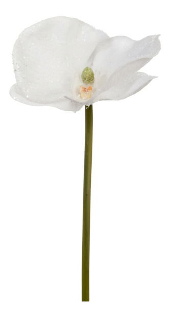 Kvetina Jolipa Orchidea (25x0x0cm) (Biela)