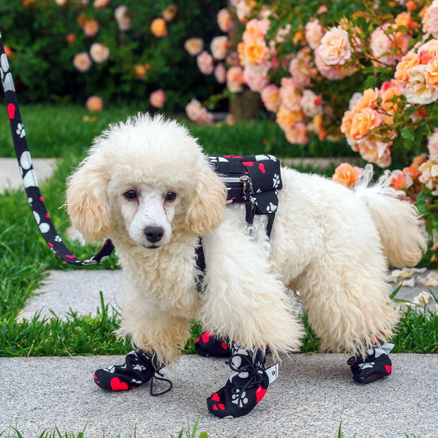 Kutyacipő Shoa (fekete) (L/XL)