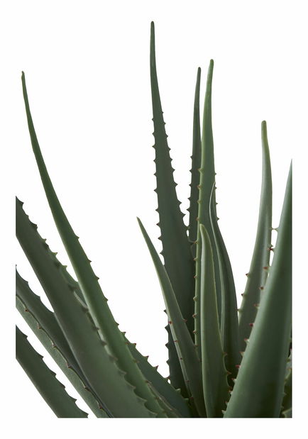 Umelá rastlina Aloe vera Ariaveta (zelená)