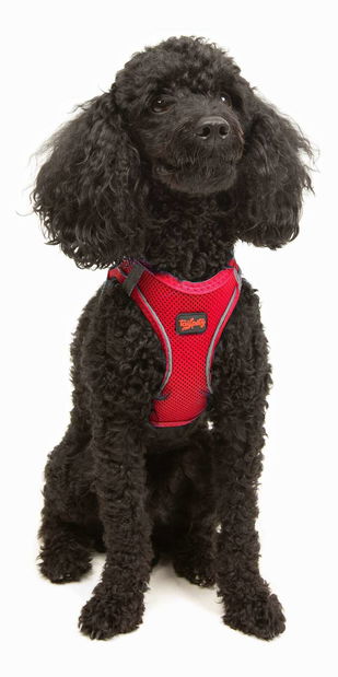 Postroj pre psa Airy (granátová červeň) (S)