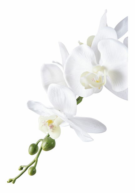 Orchidea Odelia (zelená + biela)