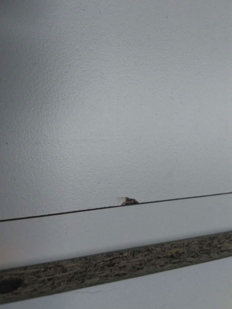 Jedálenský stôl (pre 4 osoby) Jared 102 (Orech + Biela) *bazár