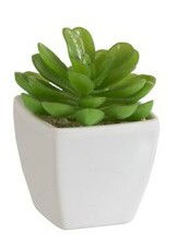 Kvetina Jolipa Črepniková rastlina (6x6x9cm) (Zelená)