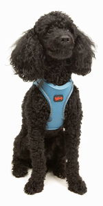 Postroj pre psa Airy (modrá) (XL)