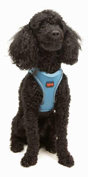 Postroj pre psa Airy (modrá) (XL)