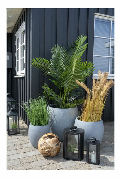 Trava Psiloria (zelena)