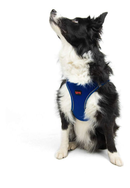 Postroj pre psa Airy (modrá) (L)