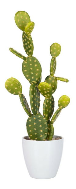 Kvetina Jolipa Črepniková rastlina (19x14x53cm) (Zelená)