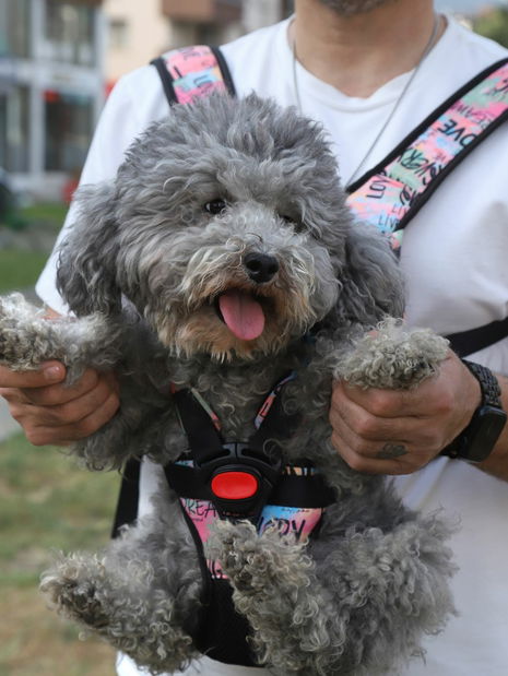 Postroj pre psa Premo (ružová) (S/M)