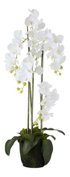 Kvetina Jolipa Orchidea Oriental Waterfall (L) (Biela)