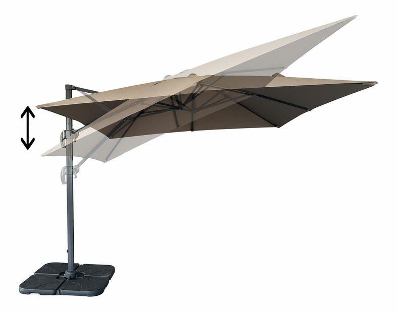 Slnečník Biveria (piesková)