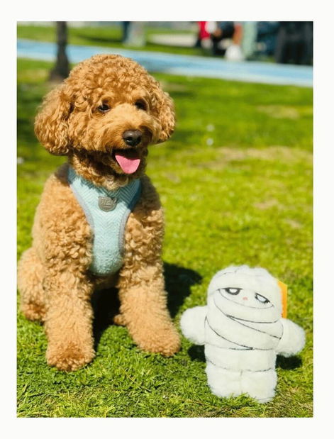 Hračka pre psa Havia 1 (Biela)