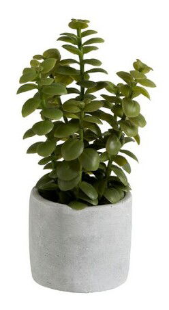 Kvetina Jolipa Črepniková rastlina (10x10x16cm) (Zelená)