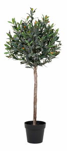 Olivovník Oslavia 2 (zelená)