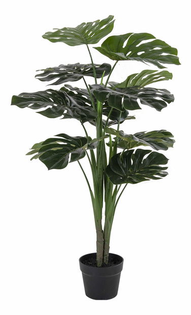 Monstera Minselia 1 (zelená)