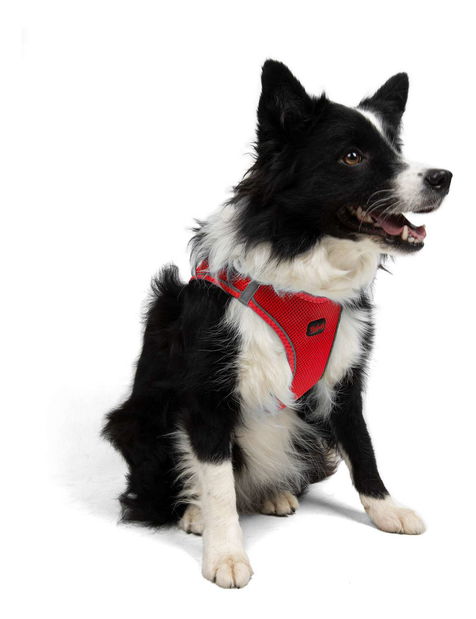 Postroj pro psa Airy (granátová červeň) (XS)