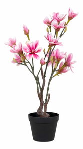 Magnolie Mirelia (zelená + růžová)