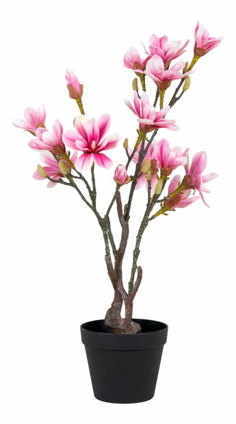 Magnolie Mirelia (zelená + růžová)