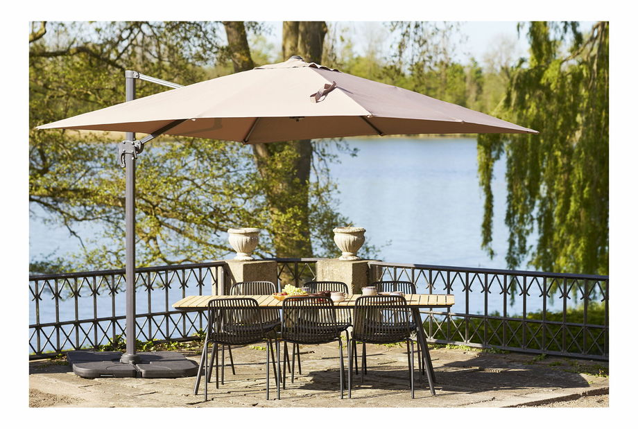 Slunečník Biveria (písková)