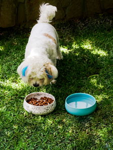 Miska pro domácí zvíře Bestie 2 (vícebarevné)