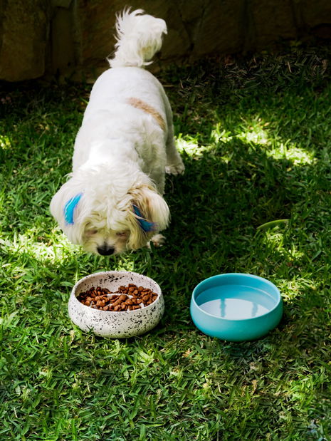 Miska pro domácí zvíře Bestie 2 (vícebarevné)