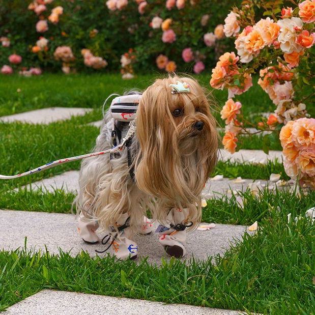 Boty pro psa Shoa (zelená) (L/XL) 1