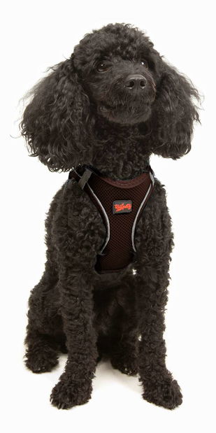 Postroj pro psa Airy (hnědá) (3XS)