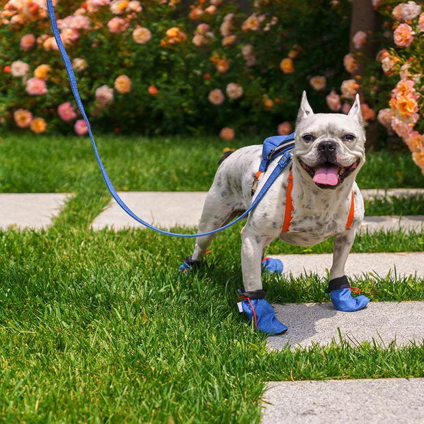 Boty pro psa Shoa (žlutá) (L/XL)