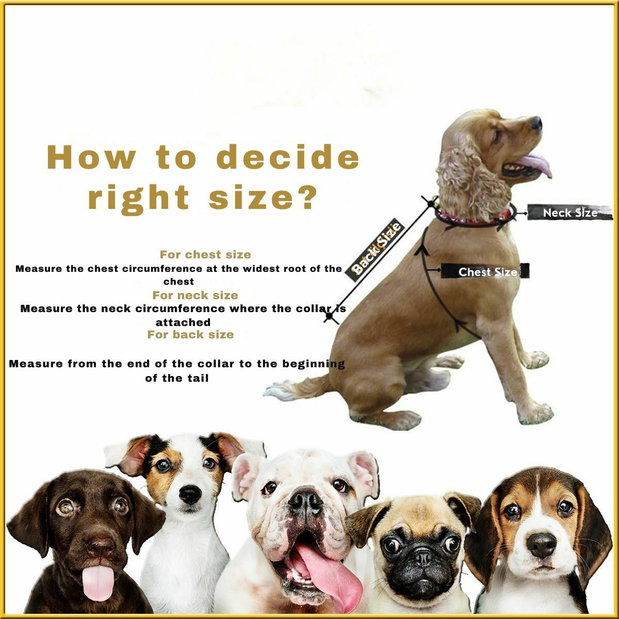 Bunda pro psa Shotly (zelená) (M)