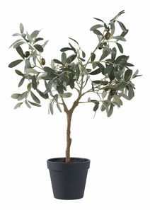 Olivovník Oslaví 1 (zelená)