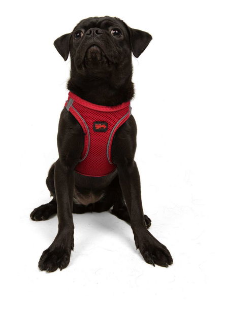 Postroj pro psa Airy (granátová červeň) (3XS)