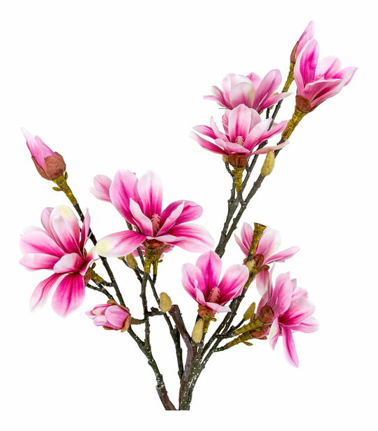 Magnolie Mirelia (zelená + růžová)