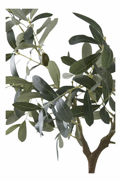 Olivovník Oslaví 1 (zelená)