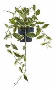 Umělá rostlina Hdoloria (zelená)