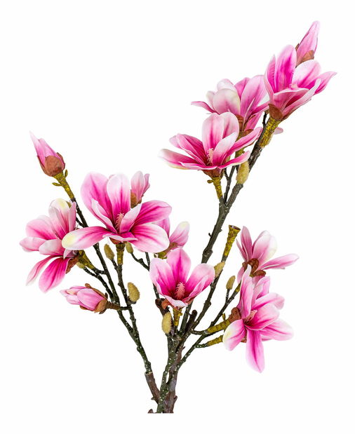 Magnolie Mirelia (zelená + růžová)